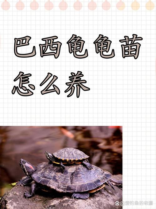 巴西龟好养吗?饮食水温环境要注意啥?(巴西龟红耳龟饲养方法) 巴西龟好养吗?饮食水温环境要注意啥?(巴西龟红耳龟饲养方法)