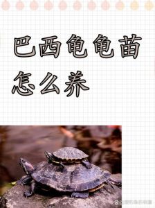 巴西龟好养吗？饮食水温环境要注意啥？（巴西龟红耳龟饲养方法）
