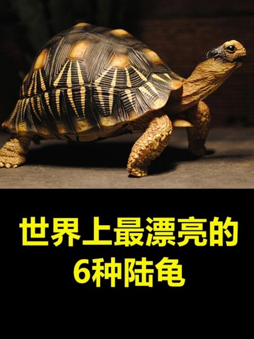 象龟安哥洛卡缅甸辐射红腿陆龟介绍(常见陆龟品种和图片) 象龟安哥洛卡缅甸辐射红腿陆龟介绍(常见陆龟品种和图片)