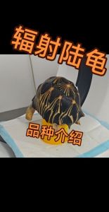 辐射龟公母价格差异大，稀有花色母龟更贵（辐射龟是公的贵还是母的贵）