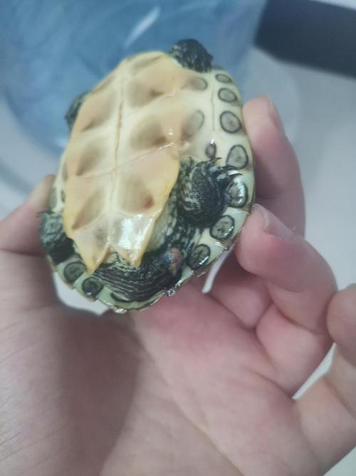 龟尾断了咋办?(乌龟尾巴断了怎么办) 龟尾断了咋办?(乌龟尾巴断了怎么办)