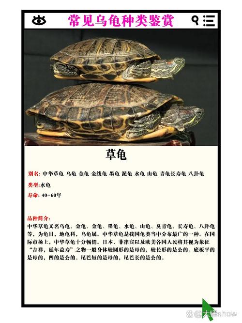 乌龟品种多,皮实红耳黄缘选一个!(乌龟品种图片大全) 乌龟品种多,皮实红耳黄缘选一个!(乌龟品种图片大全)