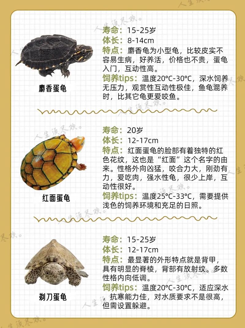 环境要求与品种选择(深水龟大全) 环境要求与品种选择(深水龟大全)