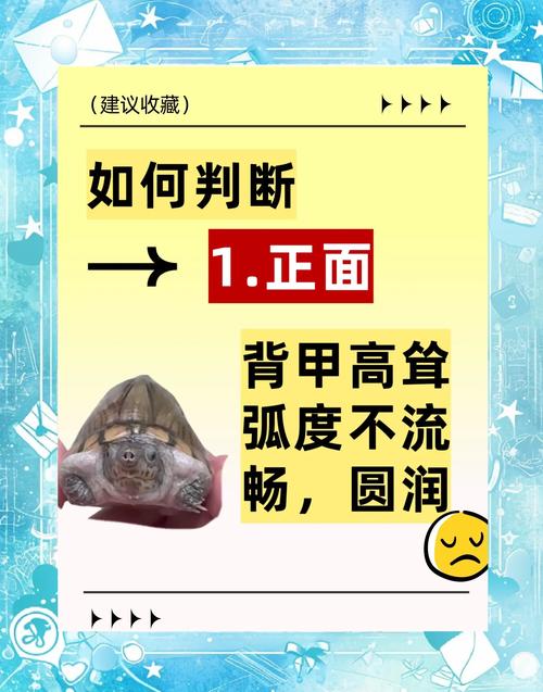 剃刀龟公母如何分?看体型尾巴泄殖孔!(剃刀龟怎么分公母图解) 剃刀龟公母如何分?看体型尾巴泄殖孔!(剃刀龟怎么分公母图解)