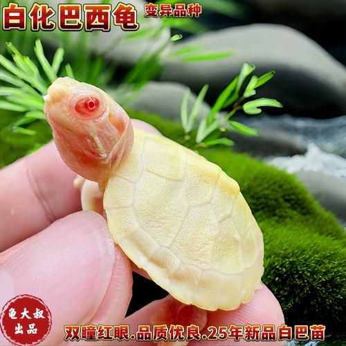 陆龟水龟半水龟怎么选?(宠物龟有哪些品种) 陆龟水龟半水龟怎么选?(宠物龟有哪些品种)