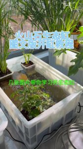 安全舒适的自然家（怎样布置乌龟缸图解）