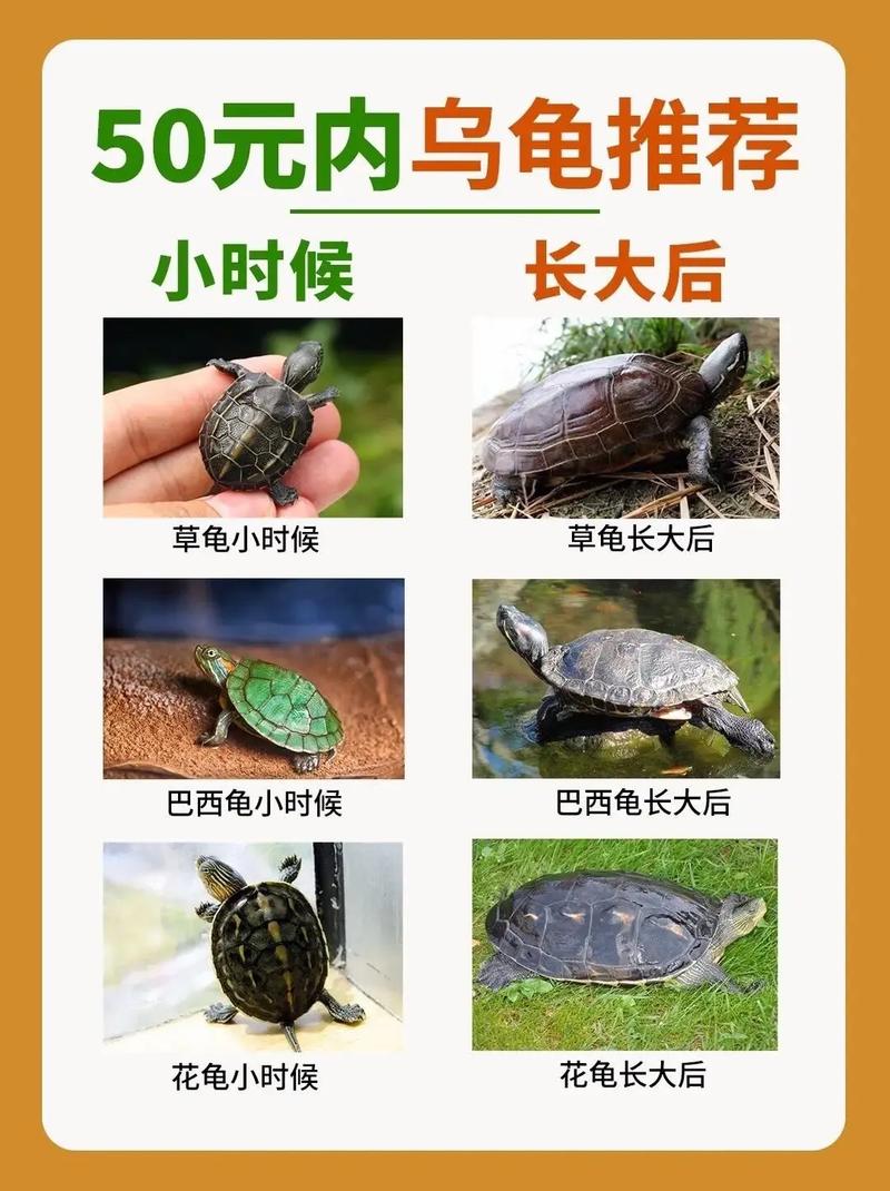 8种温顺亲人乌龟品种推荐(哪一个品种的小乌龟最通人性) 8种温顺亲人乌龟品种推荐(哪一个品种的小乌龟最通人性)