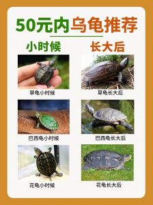 选什么乌龟好？性格习性都看这里！（最好养的乌龟排行榜）