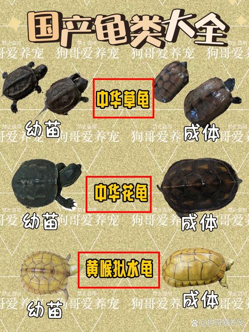 折背欧洲象龟星龟等,各有特色(陆地龟品种大全图解) 折背欧洲象龟星龟等,各有特色(陆地龟品种大全图解)