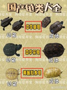 折背欧洲象龟星龟等，各有特色（陆地龟品种大全图解）