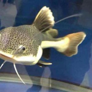 多彩宠物鲶鱼品种介绍（宠物鲶鱼品种大全）