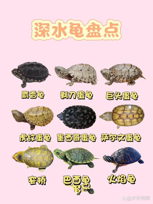 深水龟品种多好养,新手也能轻松养(深水龟有哪些品种) 深水龟品种多好养,新手也能轻松养(深水龟有哪些品种)