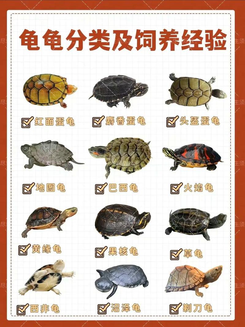巴西龟金钱龟辐射龟等龟种介绍(宠物龟种类大全图解) 巴西龟金钱龟辐射龟等龟种介绍(宠物龟种类大全图解)