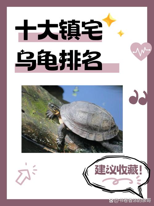 十种热门乌龟,各有特色!(最好看乌龟十大排名) 十种热门乌龟,各有特色!(最好看乌龟十大排名)