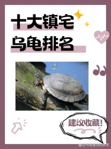十种热门乌龟，各有特色！（最好看乌龟十大排名）