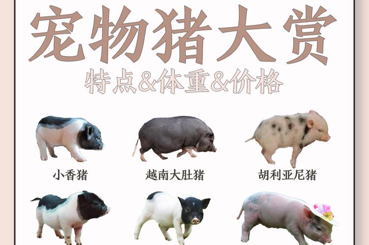 养宠物猪要注意空间食物和健康!(宠物猪都有什么品种) 养宠物猪要注意空间食物和健康!(宠物猪都有什么品种)