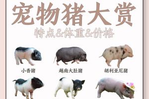 养宠物猪要注意空间食物和健康！（宠物猪都有什么品种）