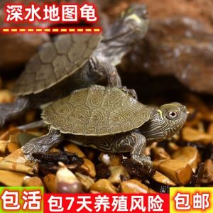 深水地图龟杂食，喂食注意，水质环境要求（深水地图龟吃什么）
