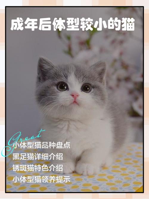 微型猫咪品种多,选哪个好?(体型最小的宠物猫) 微型猫咪品种多,选哪个好?(体型最小的宠物猫)
