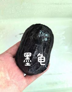 受欢迎但也需保护（顶墨龟为什么叫断命龟）