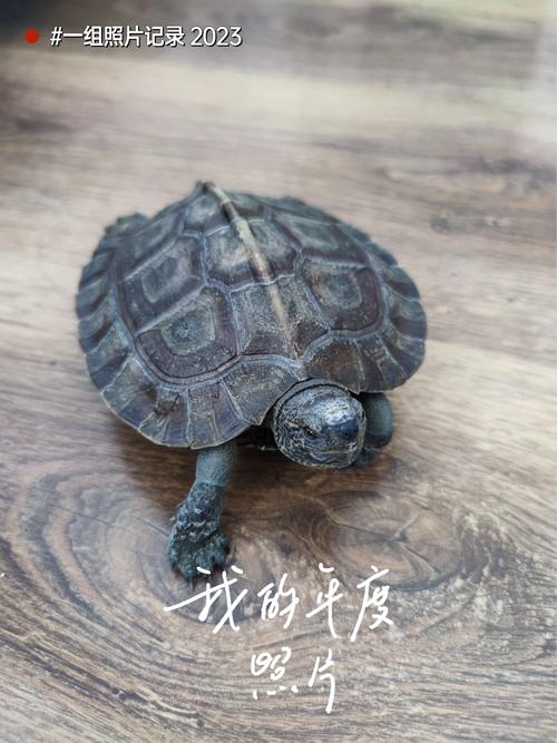 亚洲巨龟价格悬殊,珍稀品种价值连城,保护与繁育刻不容缓!(亚洲巨龟多少一只) 亚洲巨龟价格悬殊,珍稀品种价值连城,保护与繁育刻不容缓!(亚洲巨龟多少一只)