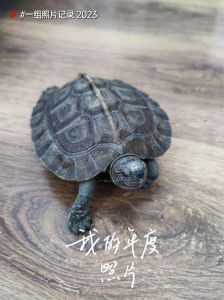 亚洲巨龟价格悬殊，珍稀品种价值连城，保护与繁育刻不容缓！（亚洲巨龟多少一只）