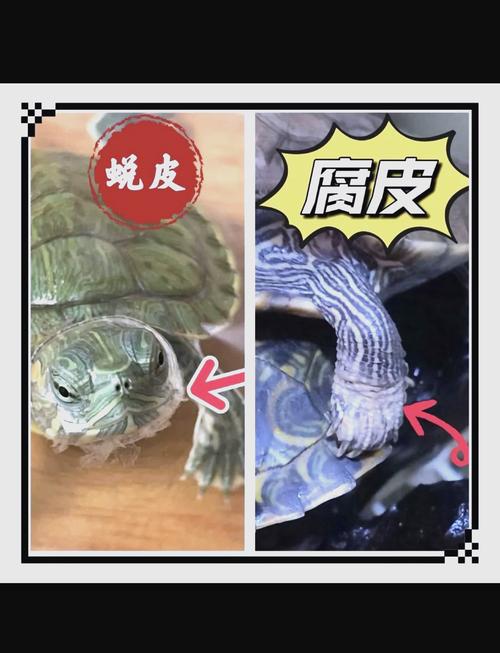 龟壳变厚开裂要当心,正常换壳无需慌(乌龟换壳和烂甲区别图片) 龟壳变厚开裂要当心,正常换壳无需慌(乌龟换壳和烂甲区别图片)