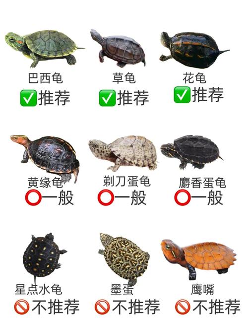 乌龟寿命长吗?养龟技巧分享(平均年龄最大的乌龟是哪个品种) 乌龟寿命长吗?养龟技巧分享(平均年龄最大的乌龟是哪个品种)