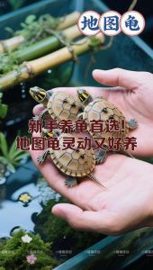 选对品种，准备龟缸，均衡喂食，保持水质（普通乌龟怎么养）