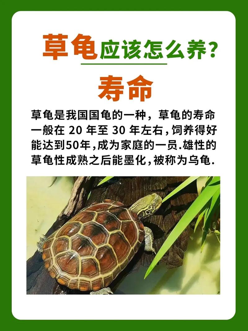 老怕家养乌龟?寓意难风水也忌!(为什么老人说家里不能养乌龟) 老怕家养乌龟?寓意难风水也忌!(为什么老人说家里不能养乌龟)