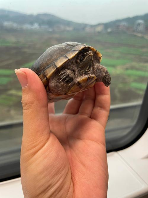 高铁带龟需托运办证明,注意携带物品安全规定(高铁可以带宠物龟吗) 高铁带龟需托运办证明,注意携带物品安全规定(高铁可以带宠物龟吗)