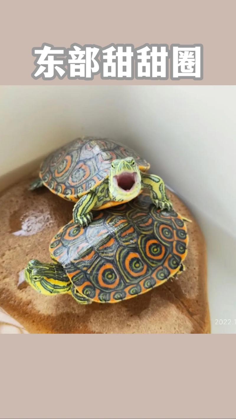 巴西龟好养,金钱龟珍稀,猪鼻龟受威胁(巴西龟品种大全大图) 巴西龟好养,金钱龟珍稀,猪鼻龟受威胁(巴西龟品种大全大图)