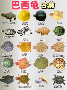 斑点达尔文毛头马达加斯加（排名前十最好看的乌龟）