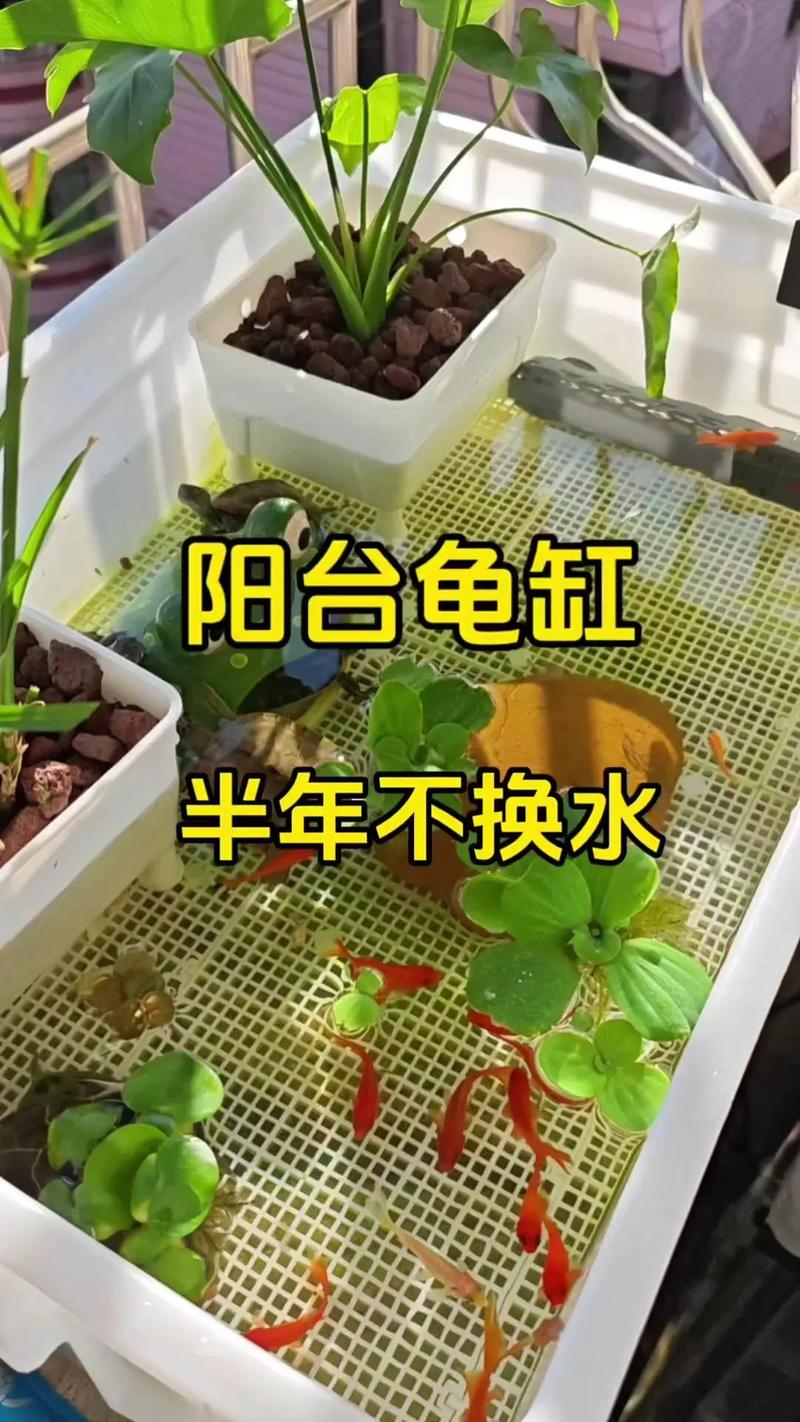 养龟简单陪伴长,选对品种备好家(家里养乌龟好不好) 养龟简单陪伴长,选对品种备好家(家里养乌龟好不好)