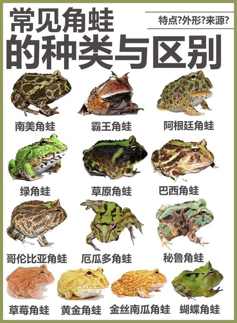 多彩青蛙多奇特,保护它们很重要(青蛙的品种图片带名称) 多彩青蛙多奇特,保护它们很重要(青蛙的品种图片带名称)