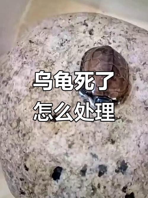 乌龟或可复苏?如何判断生死并妥善处理遗体(乌龟死了1天 能救活吗) 乌龟或可复苏?如何判断生死并妥善处理遗体(乌龟死了1天 能救活吗)