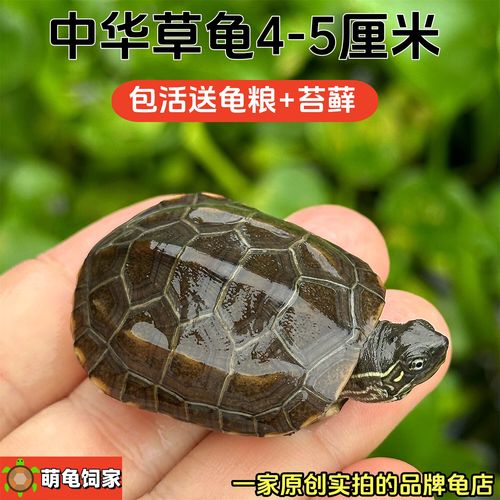 巴西龟草龟小鳄龟饲养全知道(50元以内的乌龟) 巴西龟草龟小鳄龟饲养全知道(50元以内的乌龟)
