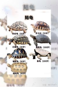 乌龟种类多面临挑战（乌龟排名前十大品种）