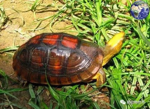 三线闭壳龟价格波动大,价格从2万到十多万不等(三线闭壳龟多少钱一只) 三线闭壳龟价格波动大,价格从2万到十多万不等(三线闭壳龟多少钱一只)