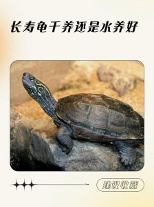养龟选对品种，缘龟鳄龟锦龟草龟都易养（什么龟不咬人好养寿命长）