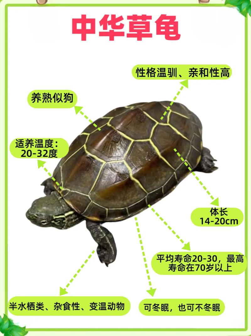 巴西龟金钱龟辐射龟等龟种介绍(宠物龟种类大全图解) 巴西龟金钱龟辐射龟等龟种介绍(宠物龟种类大全图解)