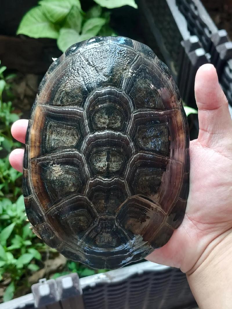 西非与沼泽侧颈龟区别(西非侧颈龟和沼泽侧颈龟哪个好) 西非与沼泽侧颈龟区别(西非侧颈龟和沼泽侧颈龟哪个好)