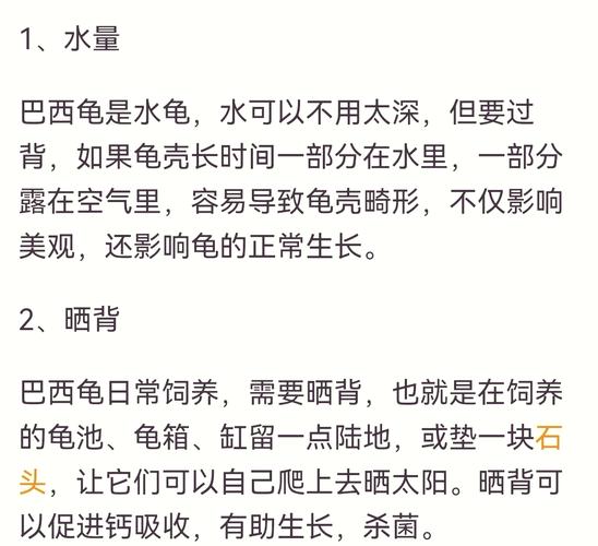 养龟水位与注意事项（家庭宠物龟如何养殖）