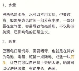 养龟水位与注意事项（家庭宠物龟如何养殖）