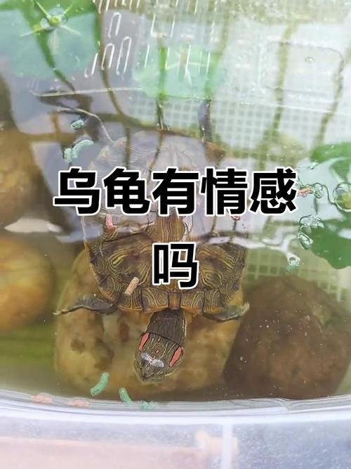 大龟省心,幼龟有趣,别纠结它懂不懂爱(乌龟对人有感情吗) 大龟省心,幼龟有趣,别纠结它懂不懂爱(乌龟对人有感情吗)
