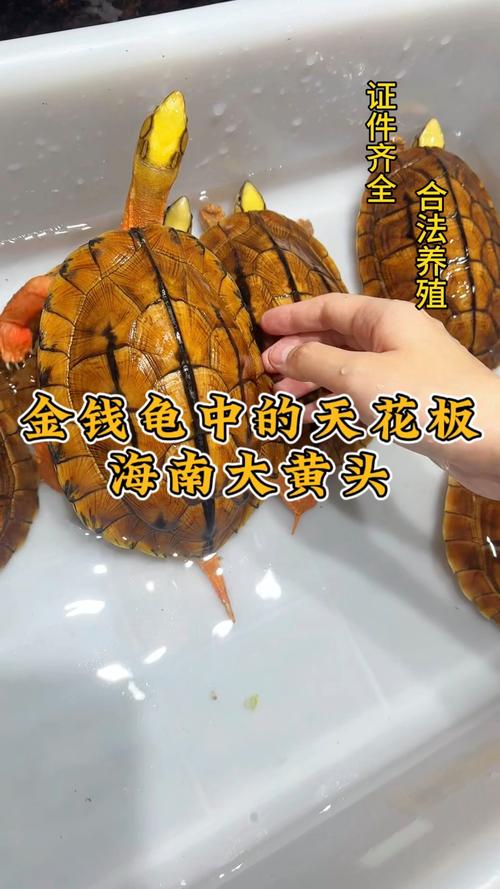 云南闭壳龟价值连城(中国最贵是什么龟) 云南闭壳龟价值连城(中国最贵是什么龟)