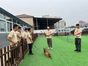 西安专业训犬寄养，爱犬人士社区（西安宠物犬训练俱乐部）