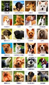 选对品种，收获快乐陪伴（宠物犬排名图片大全）