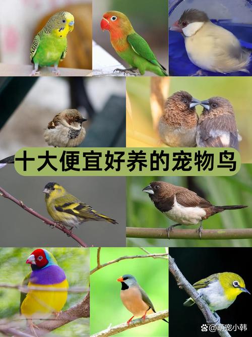 养宠物鸟好处多,注意健康风险!(宠物鸟品种图片大全) 养宠物鸟好处多,注意健康风险!(宠物鸟品种图片大全)