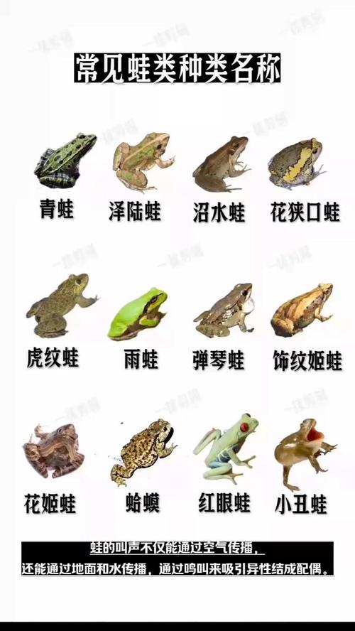 淘蛙推荐黄金角蛙,新手友好(淘蛙用的什么品种蛙) 淘蛙推荐黄金角蛙,新手友好(淘蛙用的什么品种蛙)